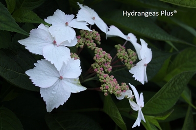 Hydrangea Serrata Grayswood