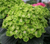 Hydrangea Macrophylla MagicalÂ® Green Cloud