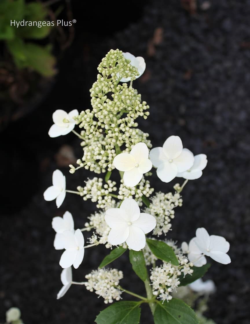 White Paniculata Hydrangea