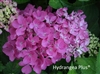 Hydrangea Macrophylla Carol Harris-Moseley