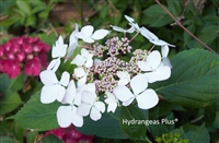 Hydrangea Macrophylla Midnight DutchessÂ® Royal MajesticsÂ®
