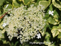 Hydrangea Anomala subsp. Petiolaris Miranda