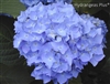 Hydrangea Macrophylla Nikko Blue