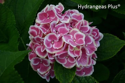 Hydrangea Macrophylla Sensation