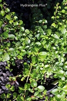Hydrangea Anomala subsp. Petiolaris Tiliifolia