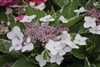 Hydrangea Macrophylla Tricolor
