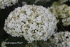 Hydrangea Arborescens Wee WhiteÂ®