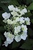 Hydrangea Paniculata White Moth