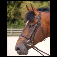 Working Collection "Classic" Flash Noseband Bridle