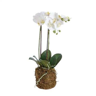 23" Poly and Plastic Drop-In Phalaenopsis by Napa