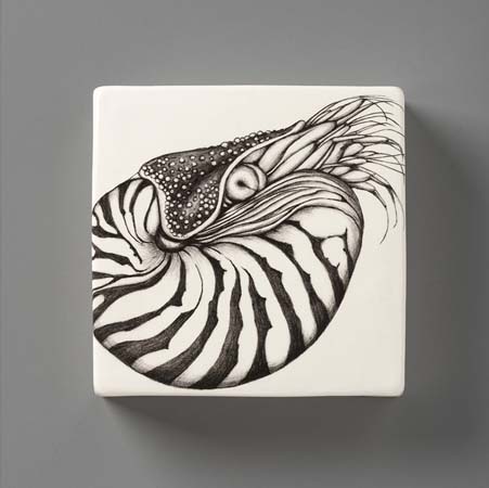 Nautilus Shell Wall Box by Laura Zindel Design