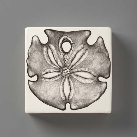 Sand Dollar Wall Box by Laura Zindel Design