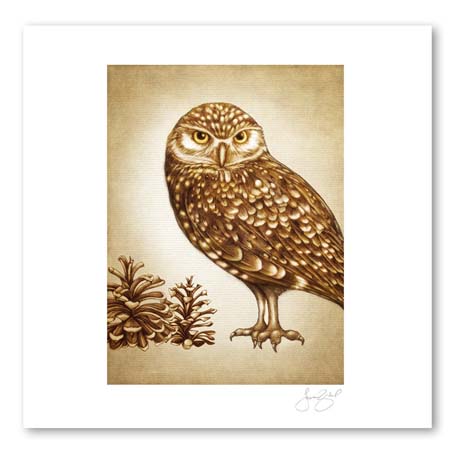 Burrowing Owl, 11X14 Unframed Prints by Laura Zindel Design