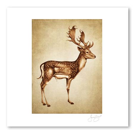 Fallow Buck, 11X14 Unframed Prints by Laura Zindel Design