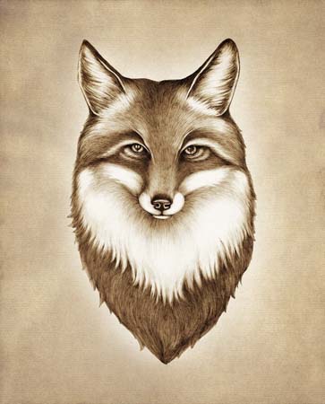 Fox Portrait, 8X10 Unframed Prints by Laura Zindel Design