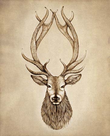 Red Stag 8X10 Unframed Prints by Laura Zindel Design