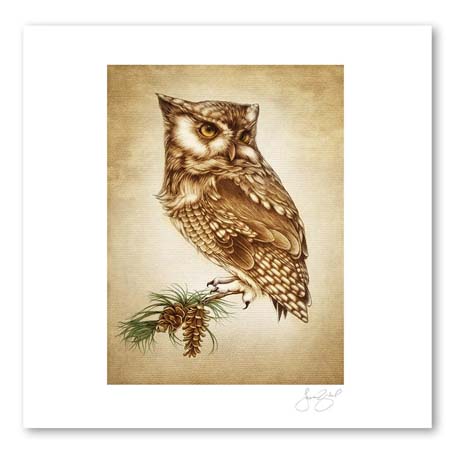 Screech Owl #1, 11X14 Unframed Prints by Laura Zindel Design