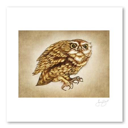 Screech Owl #2, 11X14 Unframed Prints by Laura Zindel Design