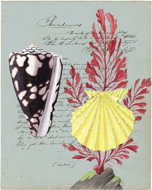 Yellow Pecten with Red - Harrison Howard