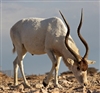 Exotic Meat Market offers Addax Meat. Our Addax are born, raised and harvested in a privately owned ranch in the State of Oklahoma, USA. Addax are raised in the United States for Trophy Hunting and are regularly sold at Exotic Animal Auctions.