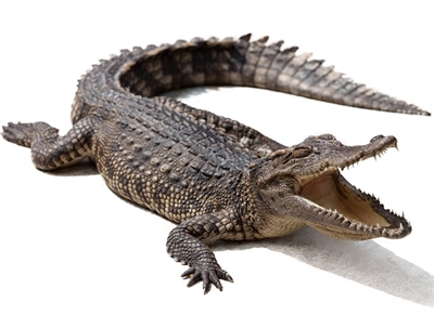 Alligator Tongue meat is rich in calories and fatty acids, as well as zinc, iron, choline, and vitamin B12. This meat is considered especially beneficial for those recovering from illness or for women who are pregnant.