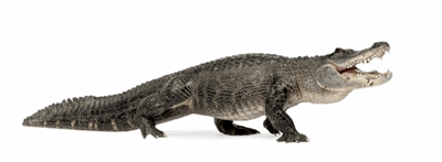 Whole alligator average 16 to 17 lbs., gator meat, alligator