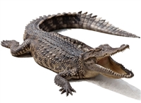 Exotic Meat Market offers Alligator Meat for Pets. Alligator meat is lean. Alligator Meat is packed with protein and contains high levels of niacin and Vitamin B12, which are both important for canine health. Alligator meat is also low in cholesterol.