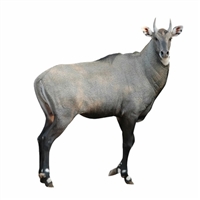 Exotic Meat Market offers Antelope Denver Leg. Antelope is naturally tender, cuts from the leg can be used like steak cuts. The name Denver Leg is used to describe the collection of the four leg primals - the Rump, Topside, Silverside and Knuckle.