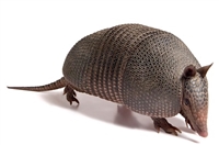 Armadillo Meat is a fabulous-tasting red meat. In many areas of Central and South America, armadillo meat is often used as part of an average diet. Armadillo meat is a traditional ingredient in Oaxaca, Mexico.