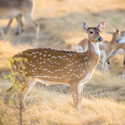 Many consider axis Venison to be the best-tasting venison in the world. Axis venison has the mildest flavor and most tender meat of commercially marketed venison and is the most approachable to restaurant guests who may be afraid to try game meat.