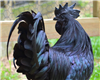 Ayam Cemani Chicken, Buy Ayam Cemani Chicken, Buy Ayam Cemani hen, Buy Ayam Cemani eggs, Buy Ayam Cemani Breeding Pair, Ayam Cemani Chicken for sale, Where can I buy Ayam Cemani Chicken, Ayam Cemani Chicken price, Ayam Cemani Chicken near me, Ayam Cemani