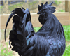 Ayam Cemani Chicken Exotic Eggs for food - 6 Eggs