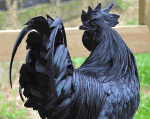 Ayam Cemani Chicken Exotic Eggs for food - 6 Eggs