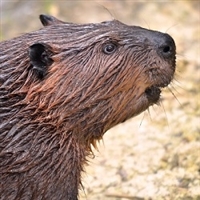 Beaver Ground Meat for Dogs - 10 Lbs.