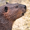 Beaver Meat is red, rich, and delicious. Wild Beaver Meat should be marinated for at least 24 to 48 hours and cooked slowly in crock pot with broth. Add your own favorite spices, herbs, fresh ginger, fresh garlic, and fresh onions.
