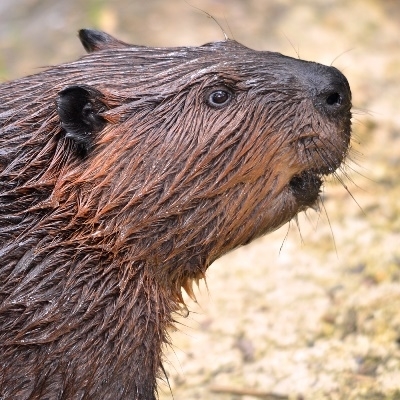 Male Beaver has two testicles and they really taste YUMMY! Beaver meat is dark red, fine grained, moist and tender, and when properly prepared, is similar in flavor to roast pork.