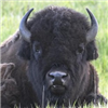 Exotic Meat Market offers Ground Bison Meat for Dogs and Big Cats. Bison Meat is also known as Buffalo Meat. Our Bison Ground Meat is 100% Bison Meat with no additives. Bison Meat is a nutritious novel protein.