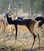 Exotic Meat Market offers Whole Carcass of Wild Blackbuck Antelope born and field harvested in the United States of America. No meat is healthier than our Wild Blackbuck Antelope.