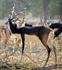 Blackbuck Antelope Saddle - Minimum Weight 6 Lbs.