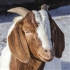 Our USDA inspected Bone Less Boer Goat Stew Meat is tender, delicious and great value for money. Boer Goat Meat is leaner and contains less cholesterol and fat than both lamb and beef. This makes it healthier to eat but can require low-heat.