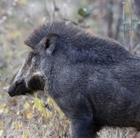 Exotic Meat Market offers USDA inspected Wild Boar Burgers. Our Wild Boar Burgers are made from Wild Boar Belly Meat. Our Wild Boars are captured from the Hilly Ranch, outside of San Antonio, Texas. Being wild they are entirely free-range.
