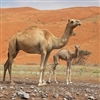 Exotic Meat Market offers Camel Milk Powder. Free Shipping. Camel milk has 3 times more Vitamin C and 10 times more iron than cowâ€™s milk; it is low in lactose and studies show that it can treat maladies like diabetes and Cronin's disease.