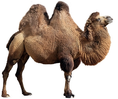 Camelicious Camel Salami 16 Oz.