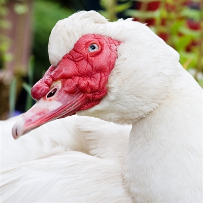 Exotic Meat Market Trademark Registration Number 4469007, raising Muscovy ducks, Muscovy duck for sale, Muscovy duck eggs, Muscovy duck facts, Muscovy duck recipe, Muscovy duck food, duck breeds, buy Muscovy duck meat, fresh whole Muscovy duck, Muscovy