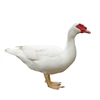 Muscovy Duck Hen - Frozen - Average 3.5 to 4 Lbs.