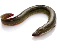 freshwater eel, freshwater eel Suppliers and Manufacturers at