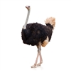 Exotic Ostrich Farm is located in City of Perris, State of California, USA. Our Ostrich Eggs are gathered daily, washed, sanitized and held at a constant temperature until time of shipment or pickup.