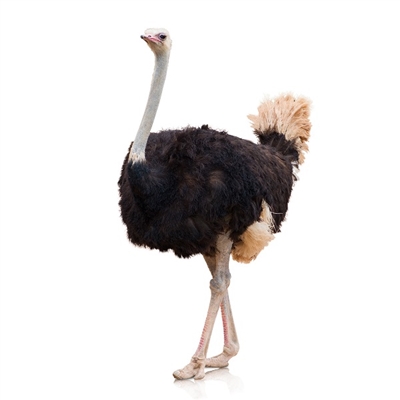 Exotic Ostrich Farm is located in City of Perris, State of California, USA. Our Ostrich Eggs are gathered daily, washed, sanitized and held at a constant temperature until time of shipment or pickup.
