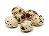 Quail Eggs - 100 Eggs for food