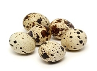Quail Eggs - 50 Eggs for food